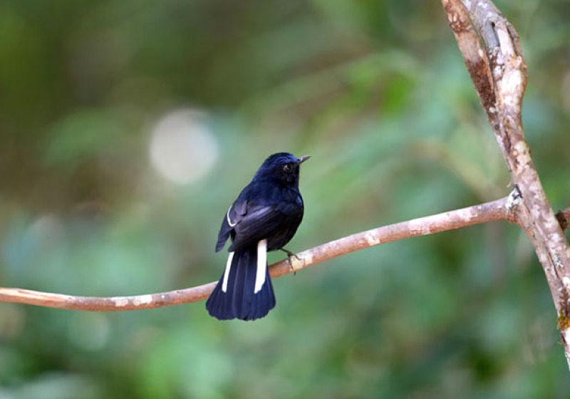 Doi Angkhang Bird Watching 3 Days Trip