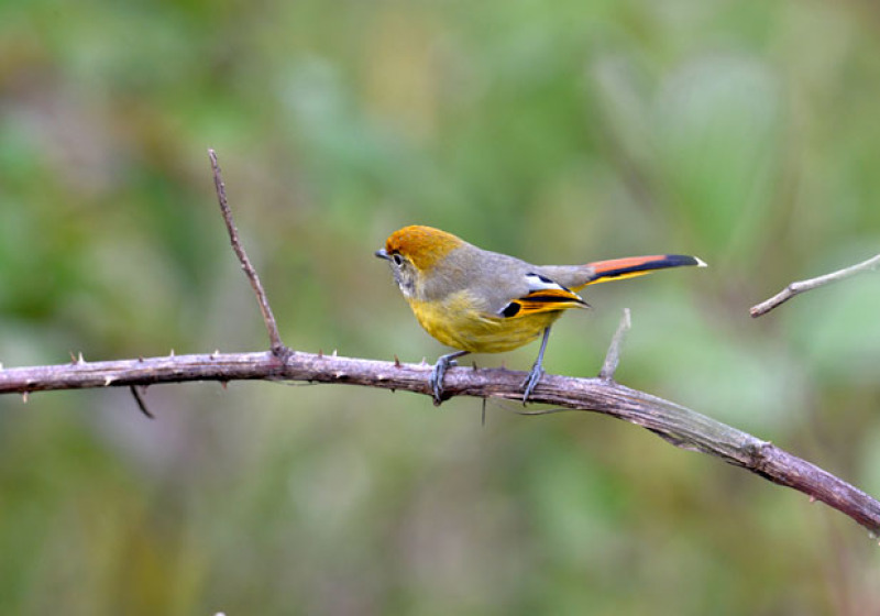 Doi Inthanon Bird Watching 3 Days Trip