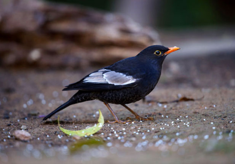 Doi Lang Bird Watching 7 Days Trip