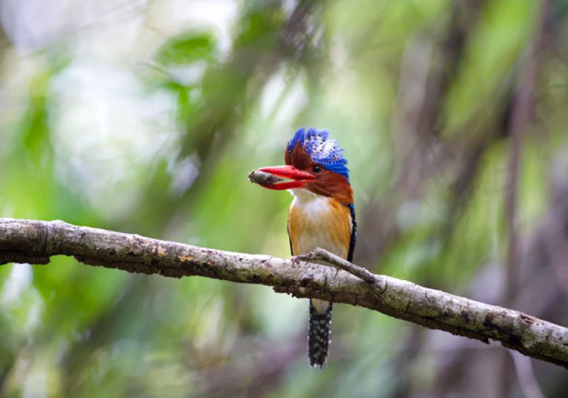 Khao Yai National Park Bird Watching 3 Days Trip