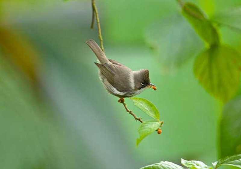 Mae Wong Bird Watching & Photography 3 Days