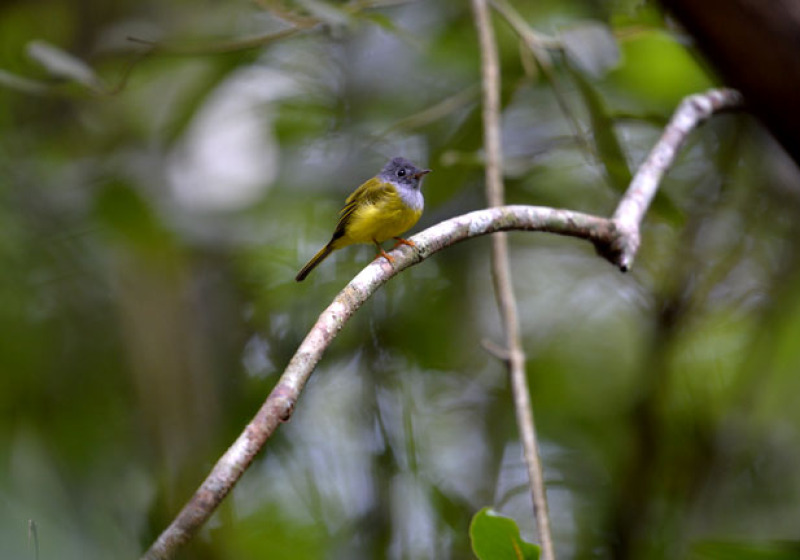 Khao Luang (Krung Ching) Bird Watching 3 Days Trip