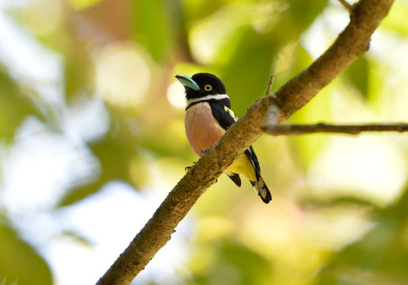 Khao Sok Bird Watching by Canoeing 3 Days