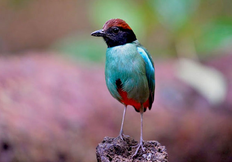 Classic Thailand Bird Watching 25 Days Trip