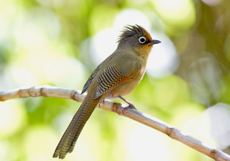 Ultimate Thailand Bird Watching 35 Days Trip