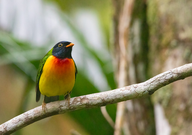 West to East Northern Venezuela Birding Tour – Coastal Range Endemics & Orinoco Delta