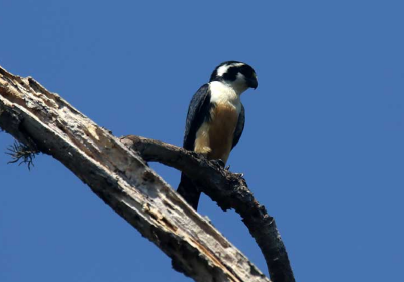 2 Day 1 Night Bali Birding Tour – Tour Details