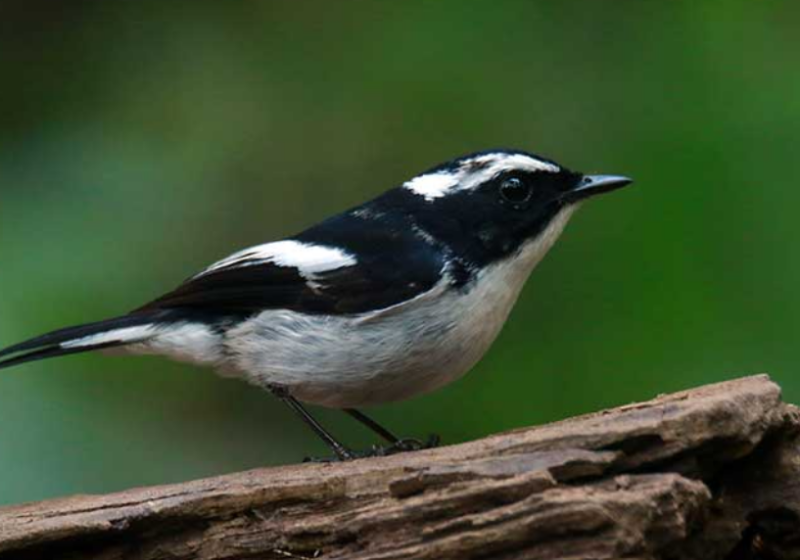 The 3 Day / 2 Night Bali Birding Tour
