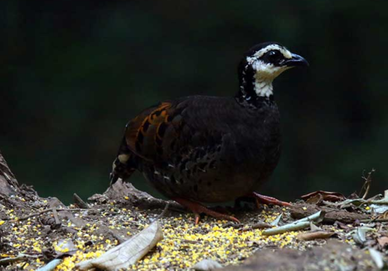 7‑Day 6‑Night Bali and Java Birding Tour