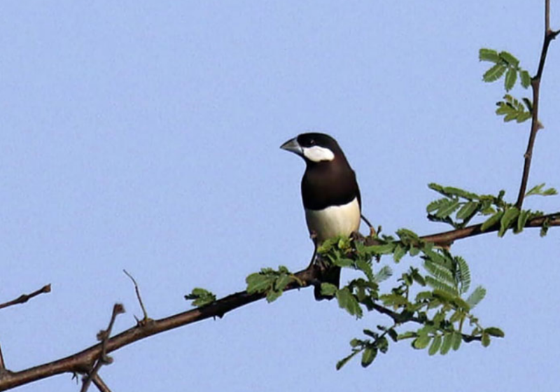 Lesser Sunda Birding Trip – Indonesia Sumba, Rote, Timor, Flores, Komodo  18 Day 17 Night