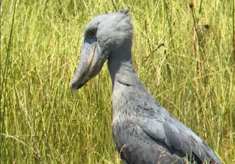 12 Days Uganda Birding Tour – Bird Watching in Uganda
