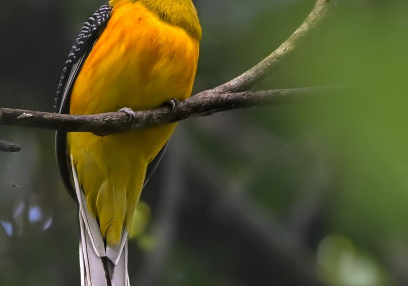 Khao Yai Signature — Hornbills, Blue Pitta & Million Bats Flight