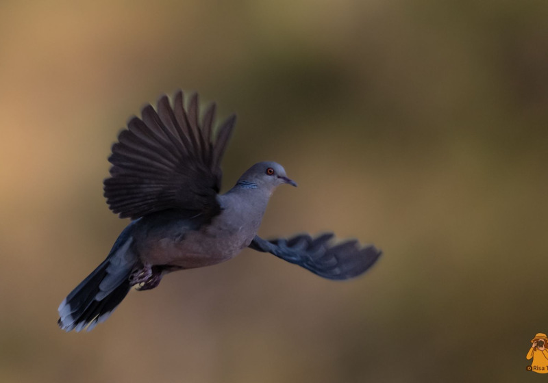 Doi Sanju Signature Birding Tour – Northern Thailand