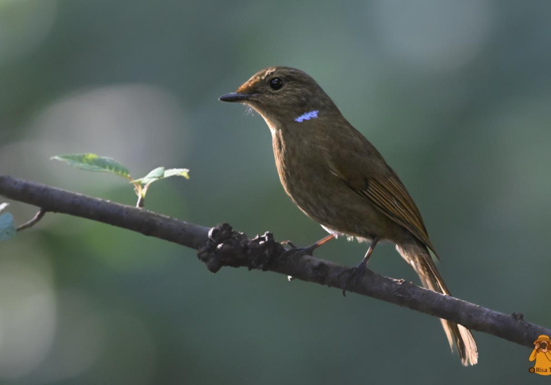 DOI ANG KHANG SIGNATURE — Royal Project Winter Birding