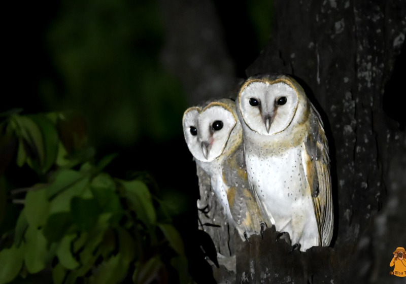 DOI ANG KHANG SIGNATURE — Royal Project Winter Birding