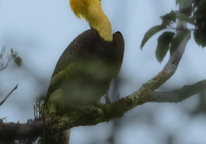 Coast-to-Cloud Forest Birding Expedition