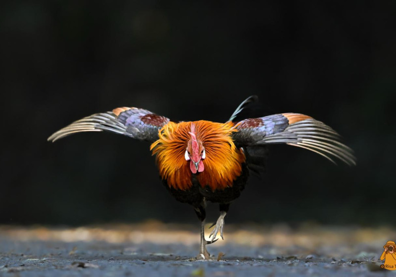 Thailand Highlights — Birdwatching & Wildlife Photography Expedition