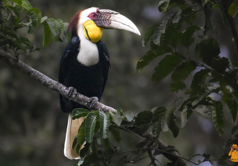 Thailand Highlights — Birdwatching & Wildlife Photography Expedition