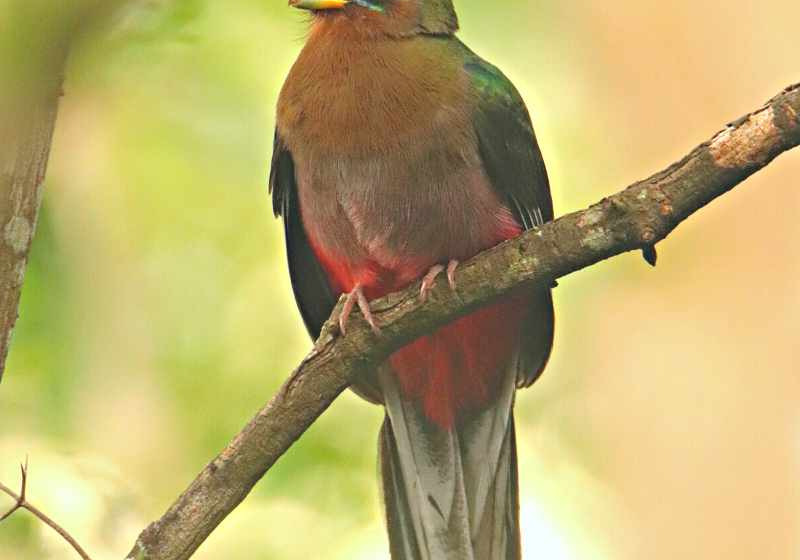 5-Day Garden Route Birding Tour