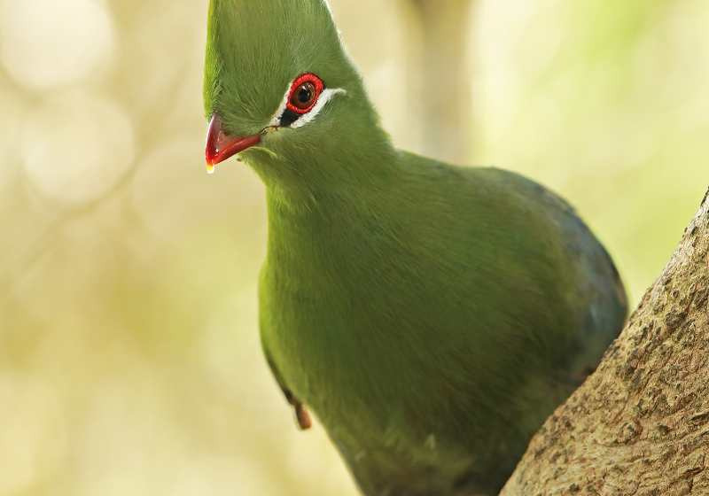 3-Day Grootvadersbosch and De Hoop Birding Tour