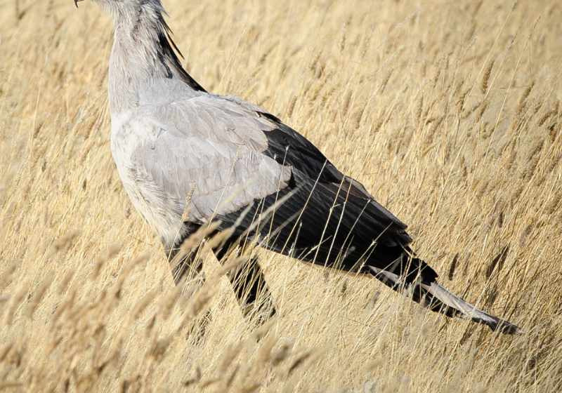 3-Day Cape Town Birding Tour