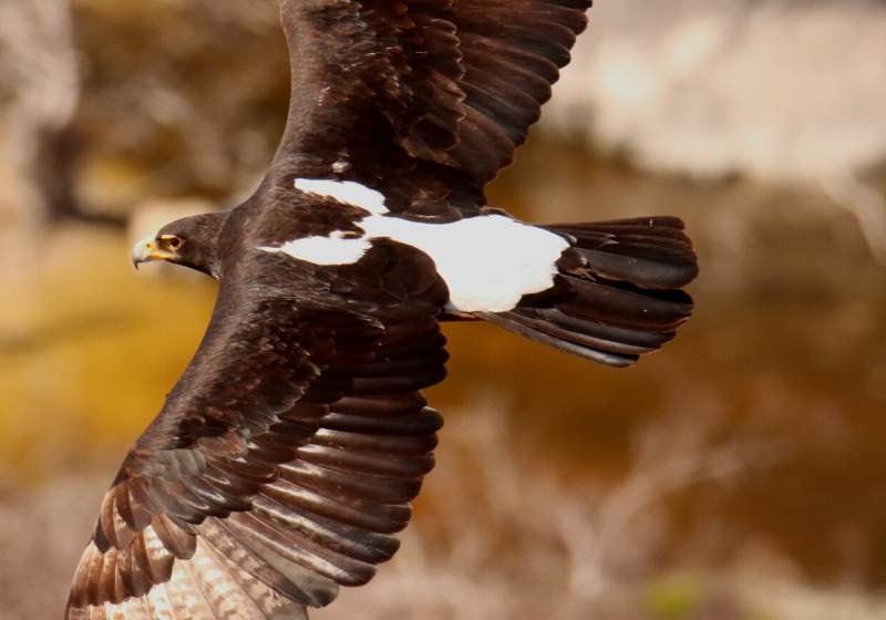3-Day Tankwa Karoo Birding Tour