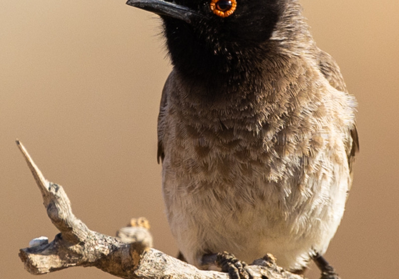 8-Day St Lucia and Sani Pass Birding Tour