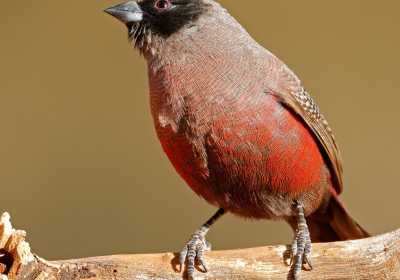 4-Day West Coast Bird and Flower Tour