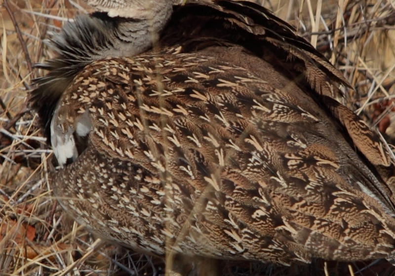 7-Day Mokala National Park Birding Tour