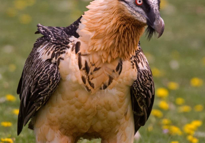 6-Day Khoisan Karoo Conservancy Birding Tour