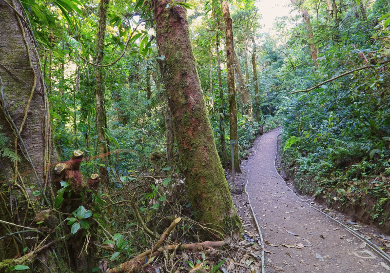 Monteverde Private Birdwatching Tour