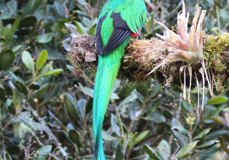Costa Rica Wildlife Photography Tour