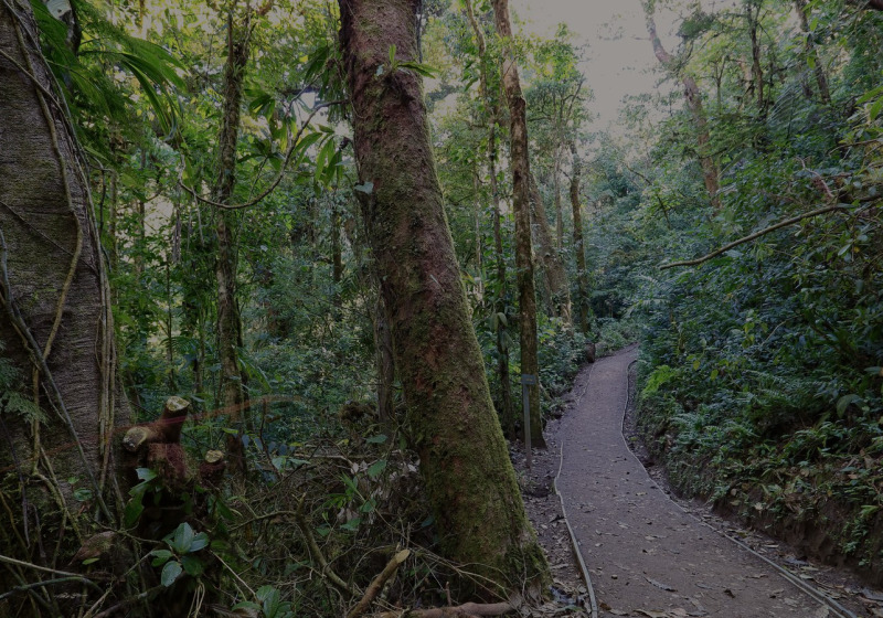 Monteverde Night Wildlife Walk