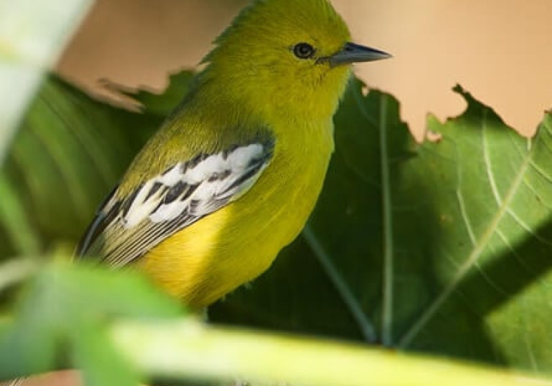 Fixed Departure Gujarat Birding and Wildlife Tour