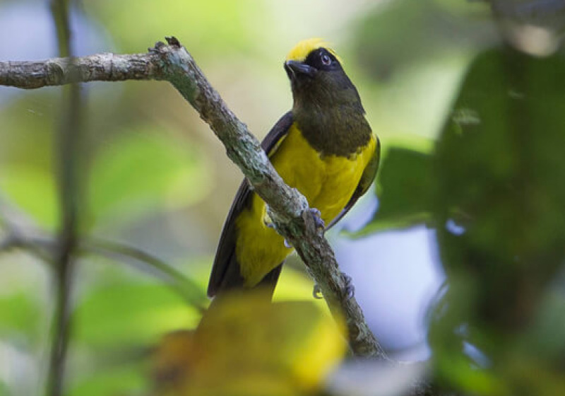 North East India Birding Tour