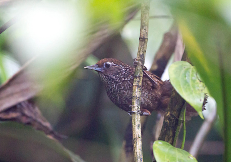 Assam & Mishmi Hills Birding Tour