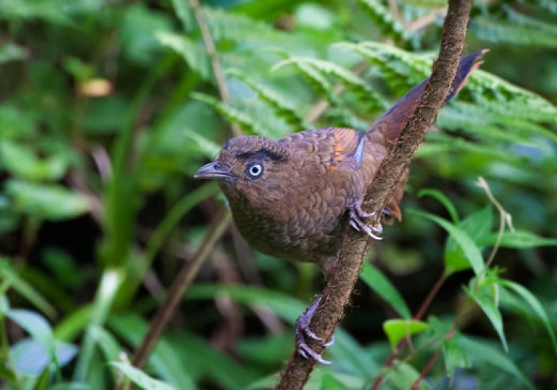 Eaglenest & Meghalaya Birding Tour