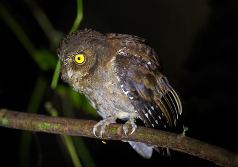 Andaman Islands Short Birding Tours