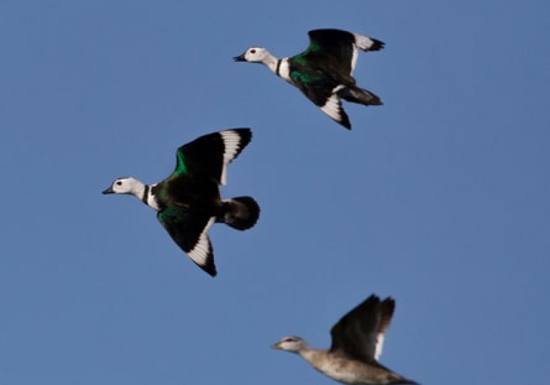 Assam Short Birding Tours