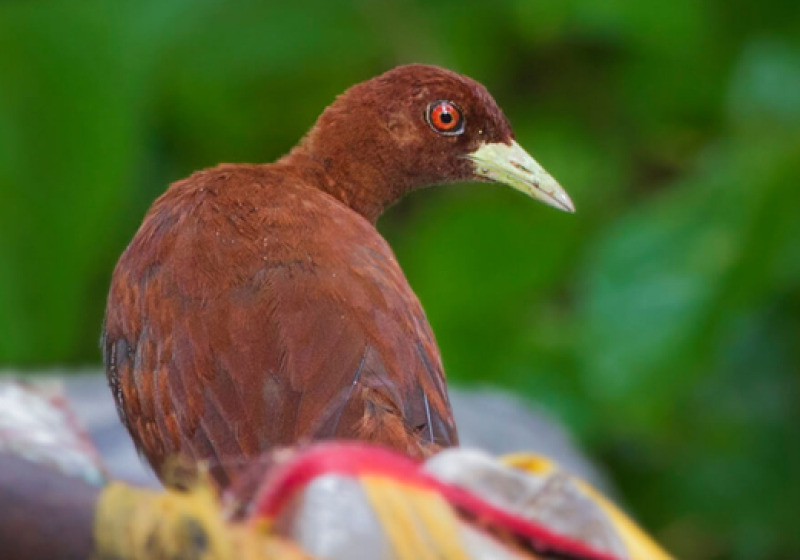 Andaman Birding Tour