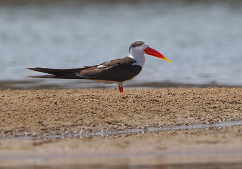 Rajasthan Birding Tour