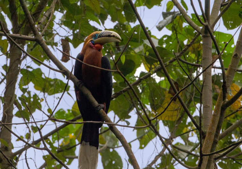 Latpanchar Short Birding Tours