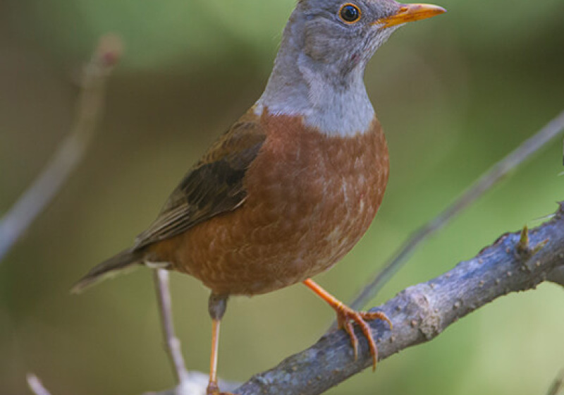 Pangot & Sat Tal Short Birding Tours