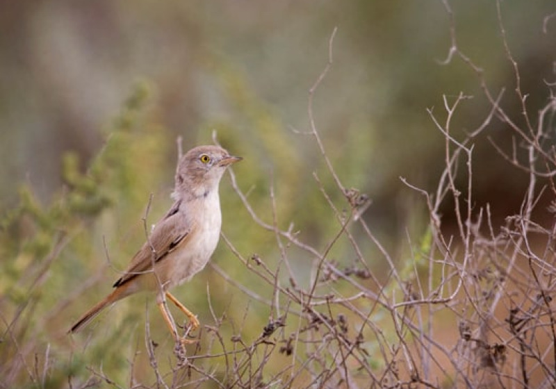 Great Rann Of Kutch Short Birding Tours