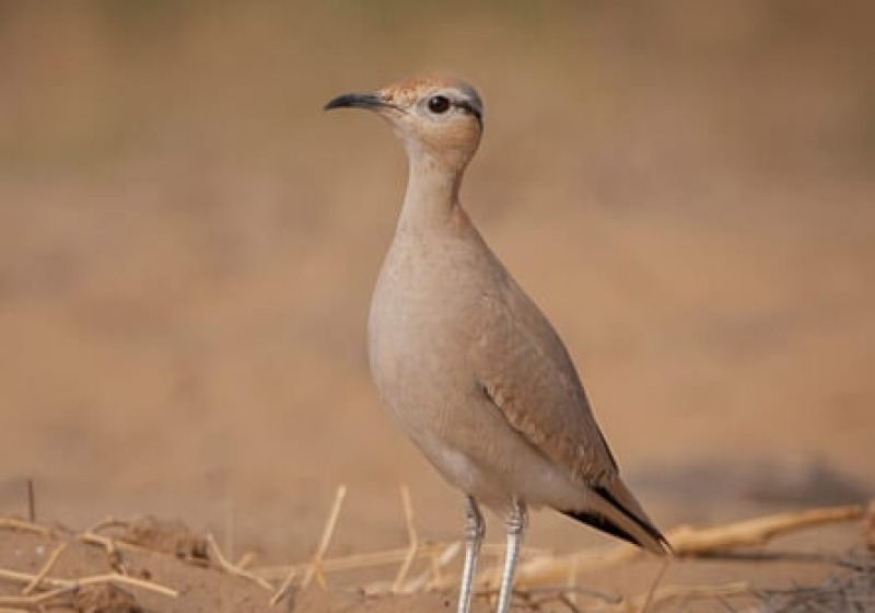 Gujarat Birding and Wildlife Tour
