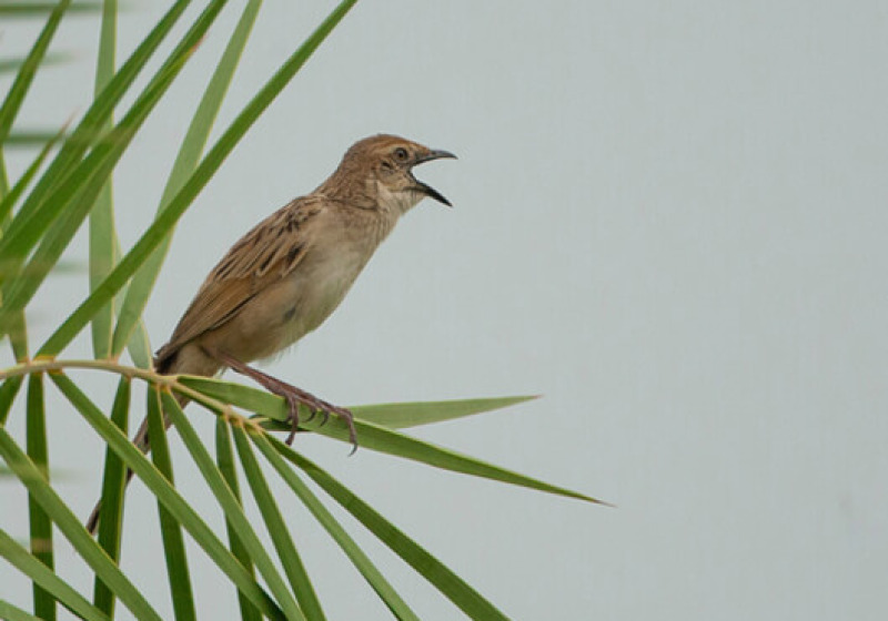 Rajasthan and Kashmir Birding Tour