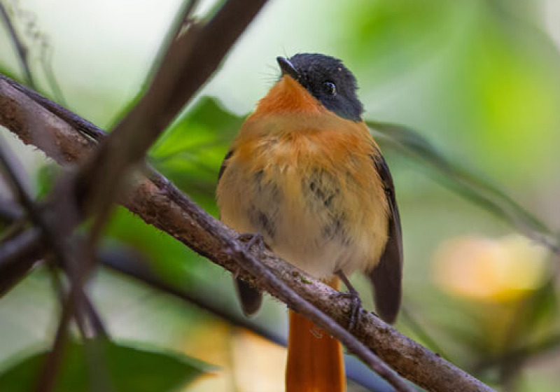 Western Ghats Endemic Birding Tour