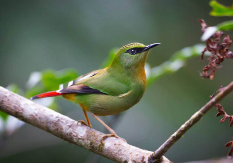 Mandala-Sela Pass Short Birding Tours