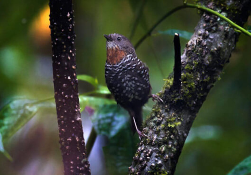 Mishmi Hills Short Birding Tour