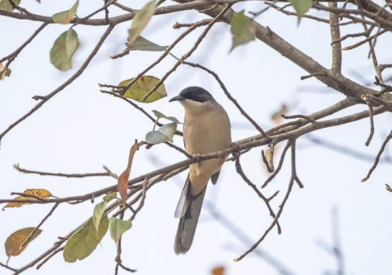Kaziranga & Meghalaya Short Birding Tour